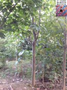 今年10公分白玉蘭價(jià)格是多少？