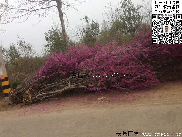 紫荊樹(shù) 紫荊樹(shù)