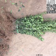哪里有大葉黃楊綠籬苗 價(jià)格是多少？