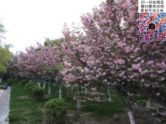 櫻花樹(shù)多少錢一棵？