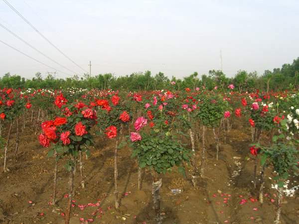 月季樹狀月季花基地 月季樹狀月季花基地