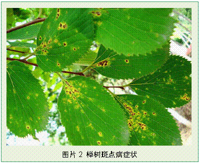 斑點病 斑點病