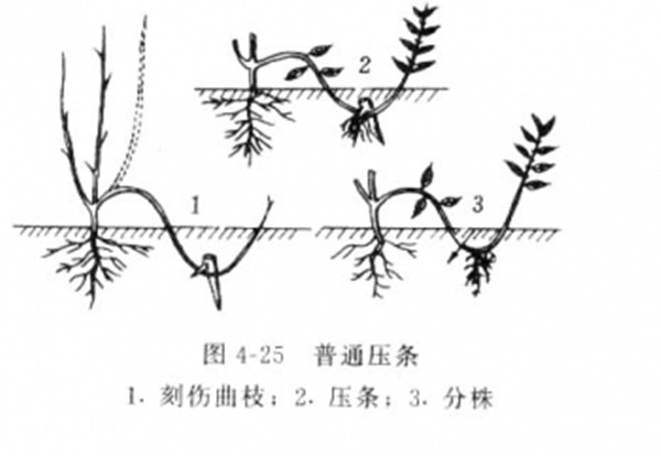 壓條分株繁殖--長(zhǎng)景園林 壓條分株繁殖--長(zhǎng)景園林