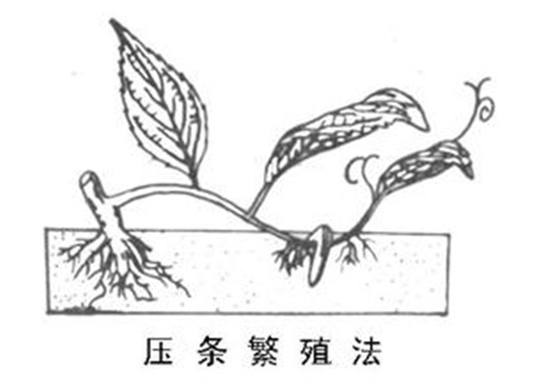 壓條繁殖-長(zhǎng)景園林 壓條繁殖-長(zhǎng)景園林