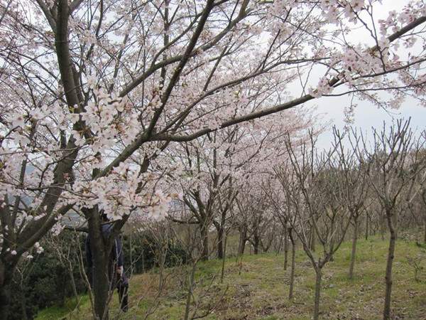 日本早櫻圖片 日本早櫻圖片