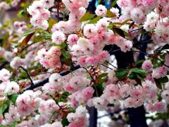 較大的櫻花樹(shù)基地，只有你不知道在哪里吧？