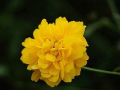 重瓣棣棠價格哪里便宜？產(chǎn)地在哪里？