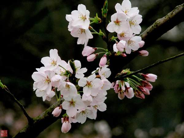 早櫻花 早櫻花