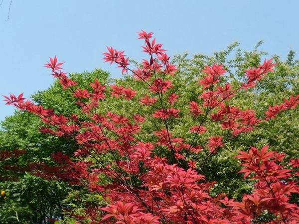 紅楓作衫,白楊為裙,美的傾國(guó)傾城!