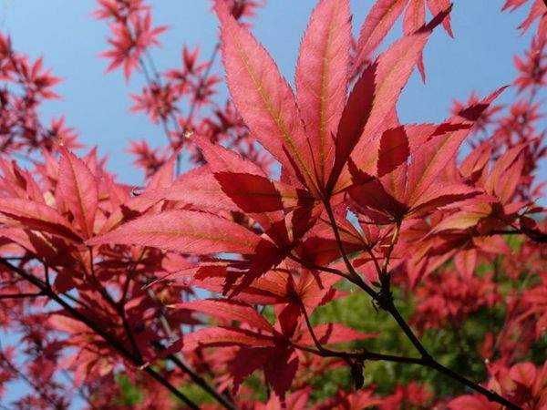 紅楓的三大用途,你知道哪個(gè)?