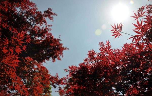 紅楓的三大用途，你知道哪個(gè)？！