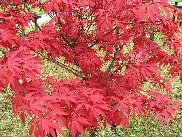 “顏值爆表”的日本紅楓,不是想看就能看!