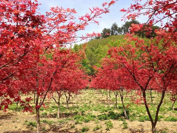 “顏值爆表”的日本紅楓,不是想看就能看!