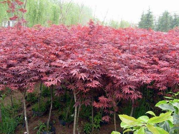 大型紅楓基地實拍圖曝光！