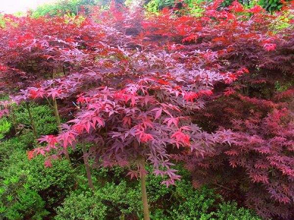 大型紅楓基地實拍圖曝光！