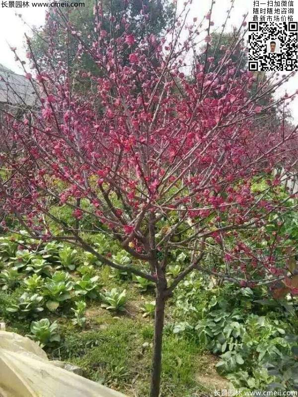 國內(nèi)數(shù)一數(shù)二紅梅花產(chǎn)地,你知道幾個