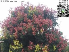 今年欒樹(shù)價(jià)格多少錢(qián)一棵？6公分8公分10公分的規(guī)