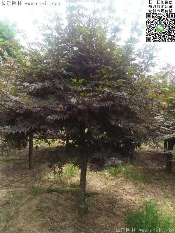 紅楓 紅楓