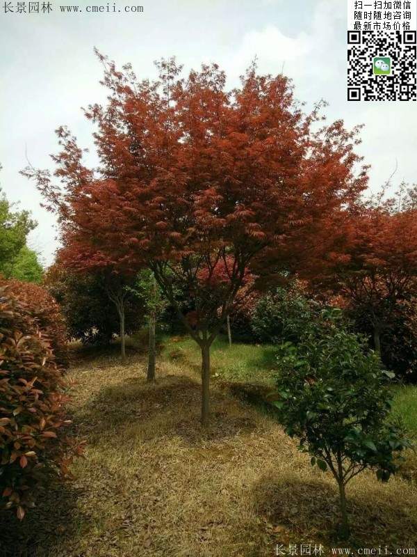 紅楓 紅楓