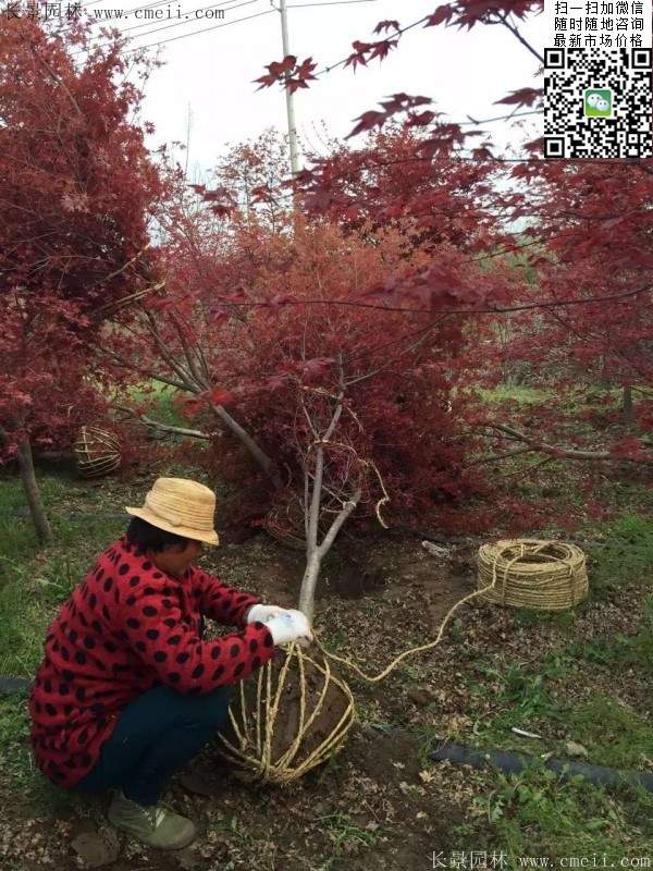 紅楓基地 紅楓基地