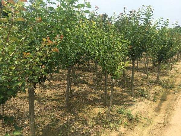 高端、大氣、上檔次的紅梅