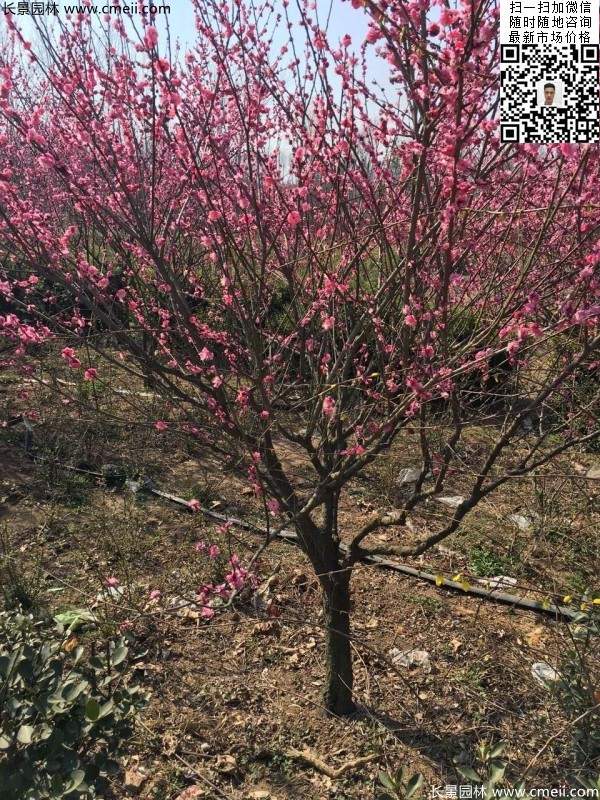 高端、大氣、上檔次的紅梅