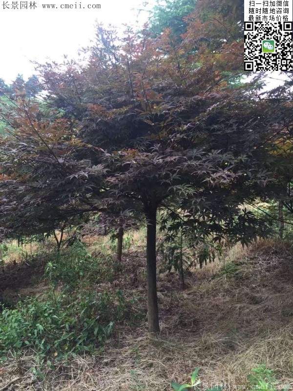 紅楓樹 紅楓樹