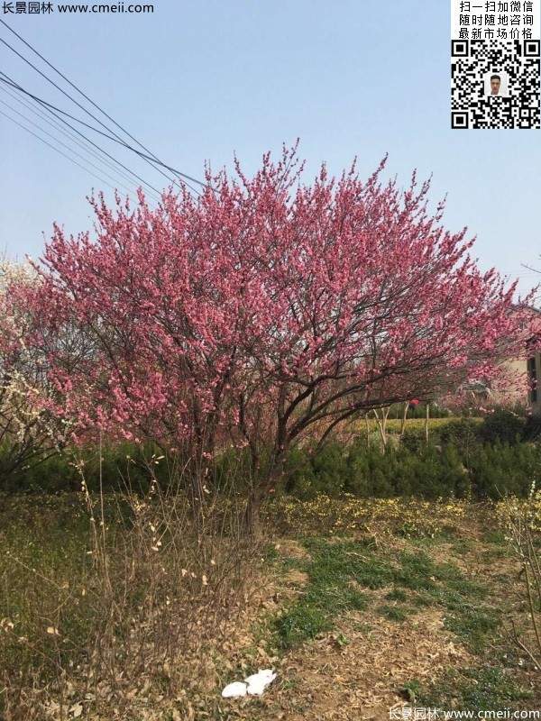 紅梅 紅梅
