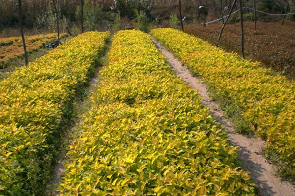 紅瑞木基地--長(zhǎng)景園林 紅瑞木基地--長(zhǎng)景園林