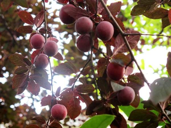 紅葉李 紅葉李