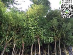 求購(gòu)5、6、7、8公分的精品黃金槐，還是到沭陽(yáng)，