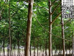 2020下半年最新苦楝樹苗價(jià)格多少錢一棵？