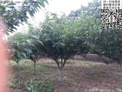 2016下半年最新最全櫻花樹苗價格已出，請更新