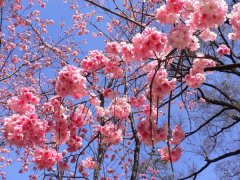 櫻花的花語(yǔ)是什么，有什么寓意？