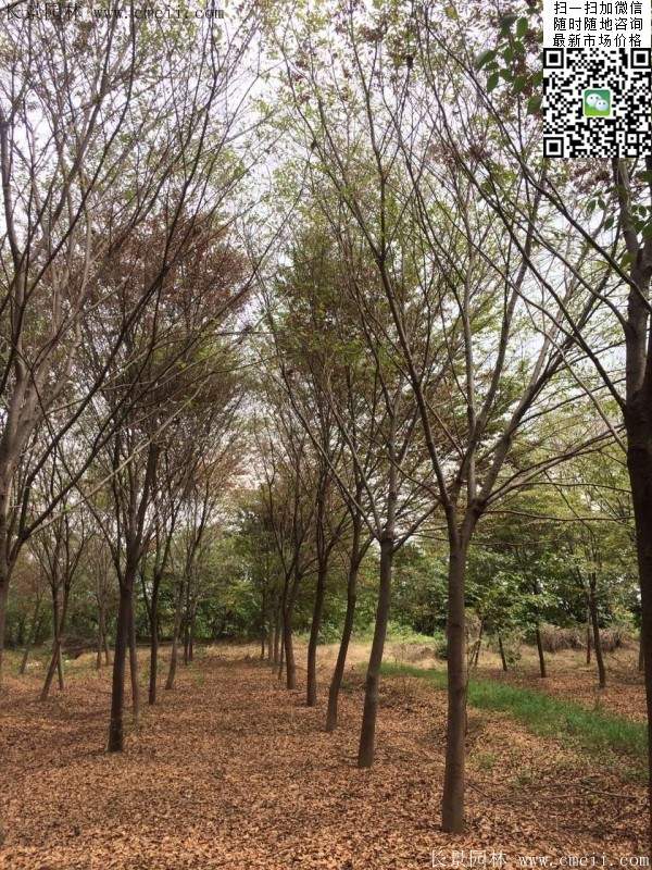 櫸樹 櫸樹