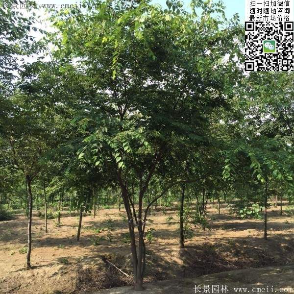 櫸樹 櫸樹