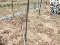 你還在為買(mǎi)櫸樹(shù)四處奔波嗎？那你就out了，告訴