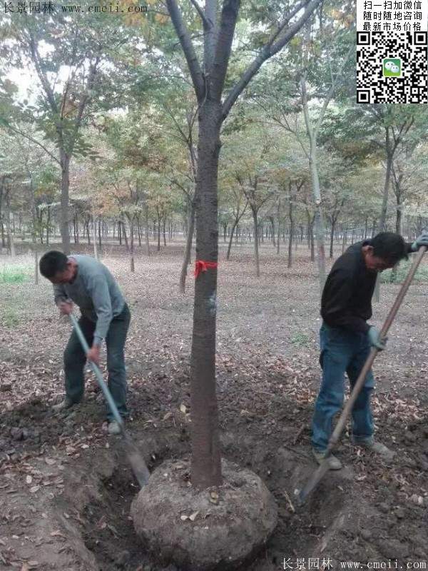 大規(guī)格櫸樹 大規(guī)格櫸樹