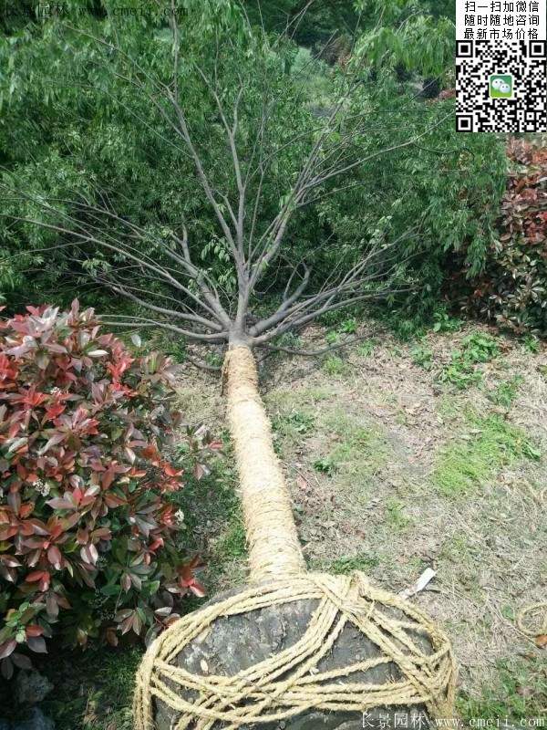 大規(guī)格櫸樹 大規(guī)格櫸樹