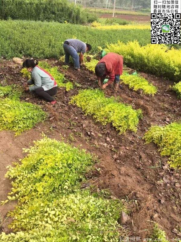 金葉女貞--長(zhǎng)景園林 金葉女貞--長(zhǎng)景園林