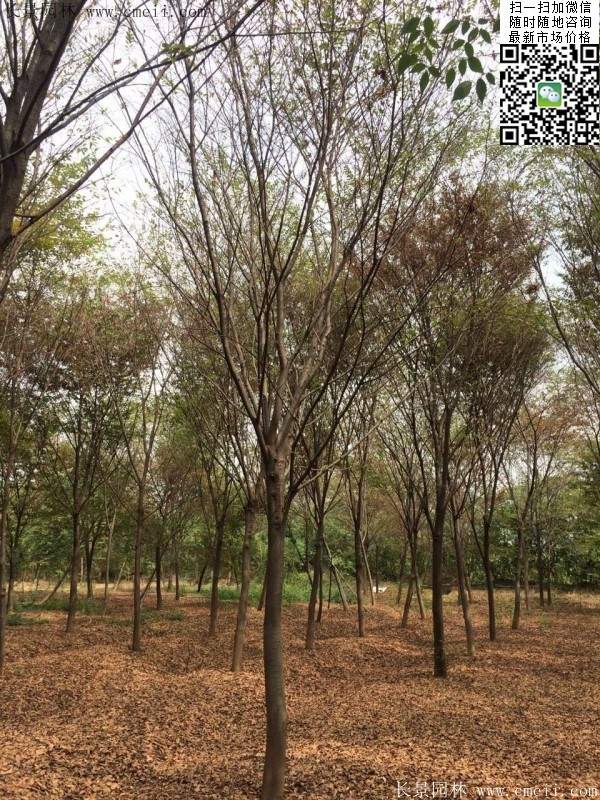 櫸樹 櫸樹