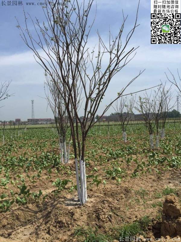 櫸樹(shù) 櫸樹(shù)