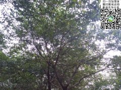 櫸樹(shù)不管是在綠化界，還是在建筑界都會(huì)令你刮