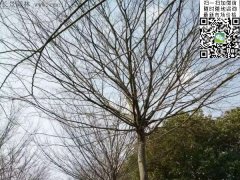 櫸樹(shù)的綠衣雖好看，但是變成光桿司令的“它”