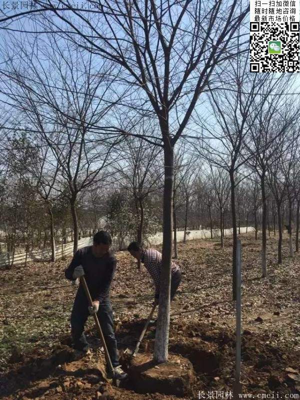 櫸樹大樹移栽 櫸樹大樹移栽