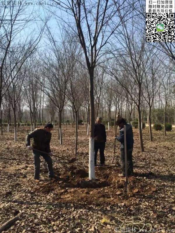 櫸樹大樹移栽 櫸樹大樹移栽