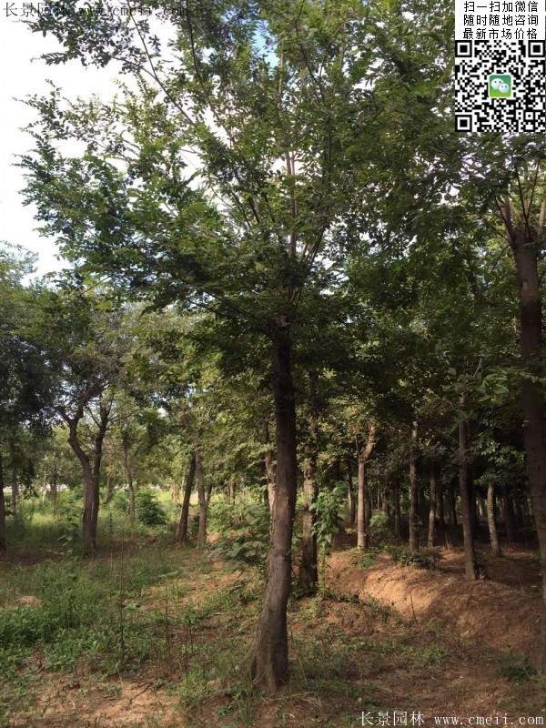 櫸樹修剪整形 櫸樹修剪整形