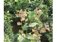 紅櫸與櫸樹(shù)有什么不同？