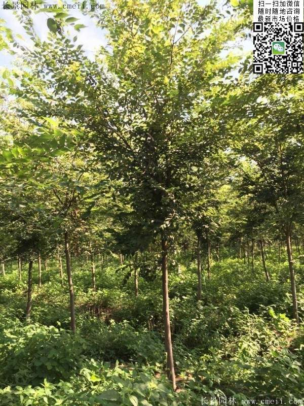 夏季櫸樹(shù) 夏季櫸樹(shù)