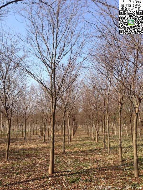 櫸樹(shù)前景 櫸樹(shù)前景